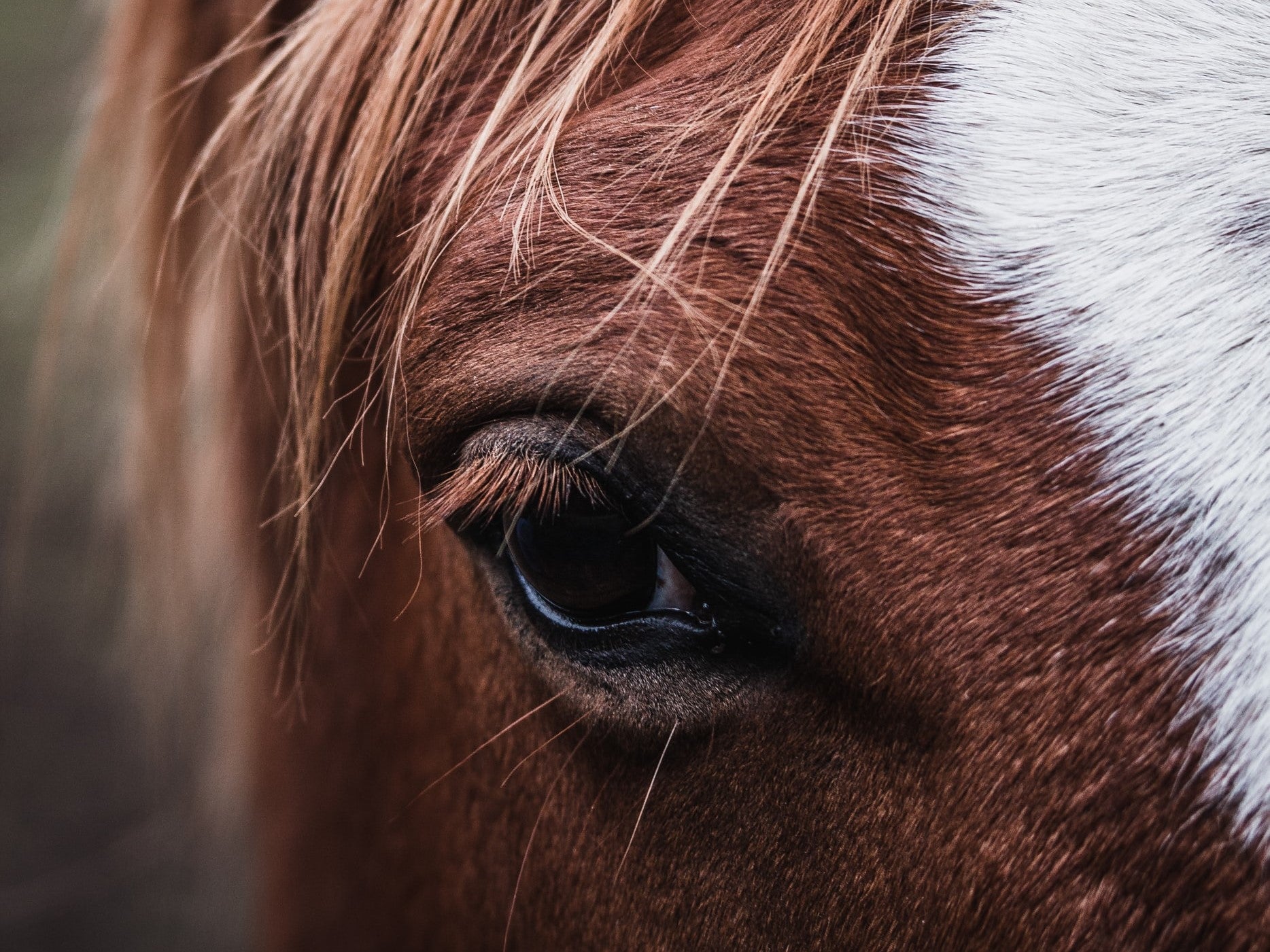 Horse Feed