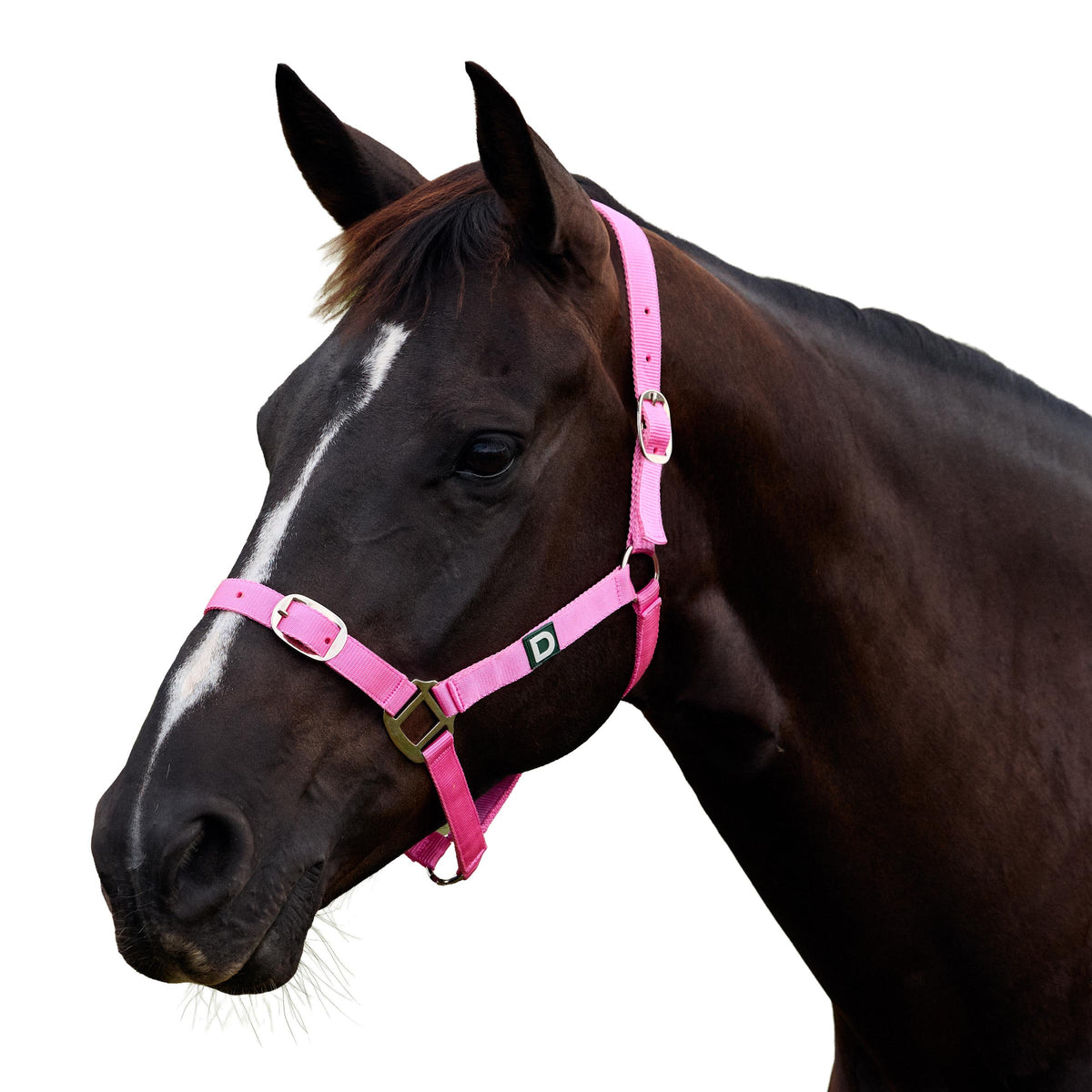 Dublin Everyday Headcollar