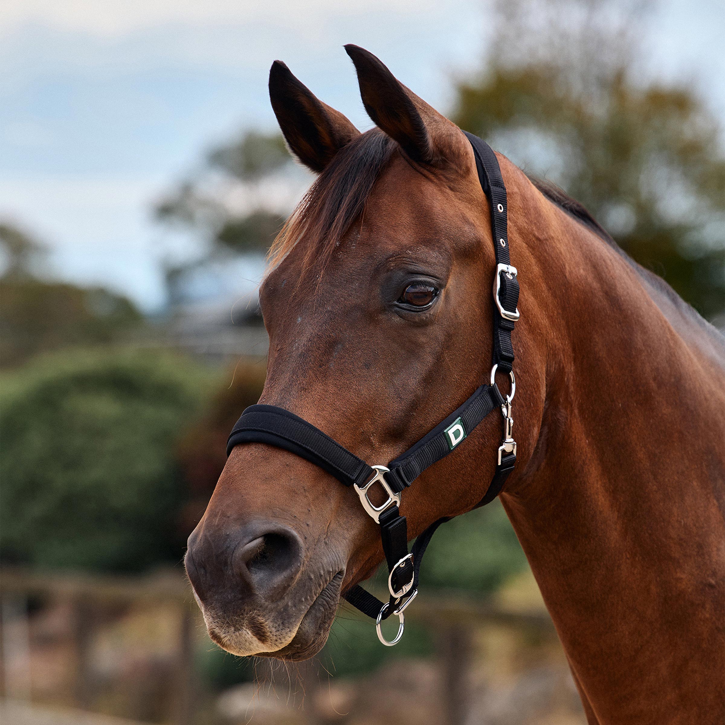 Dublin Neo Comfort Headcollar