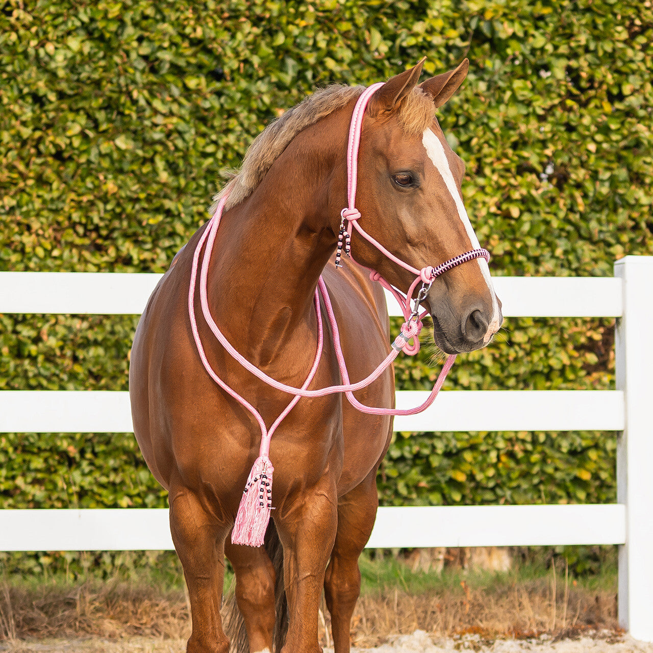QHP Rope Halter Combi Liberty