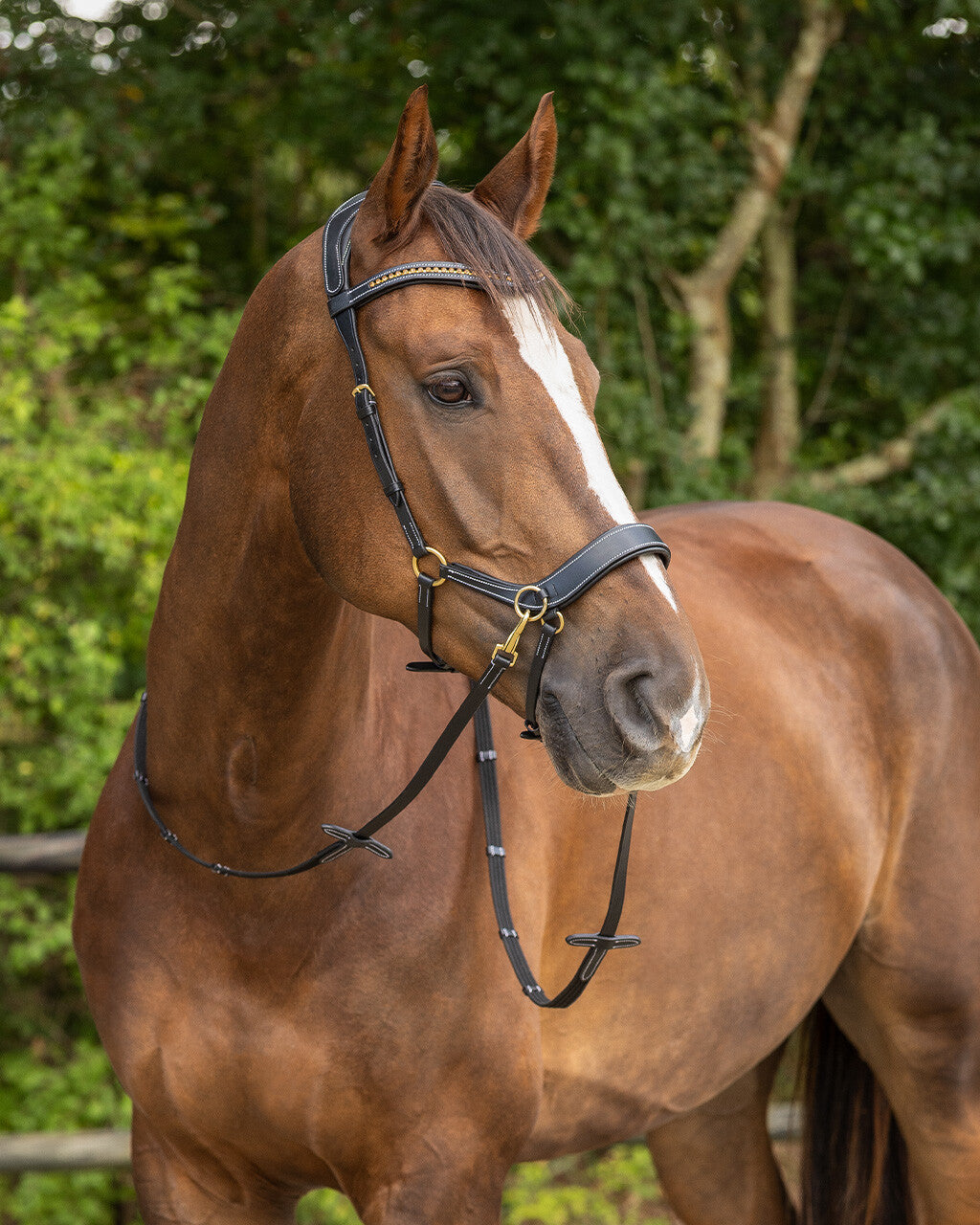 QHP Bitless Bridle Anatomical