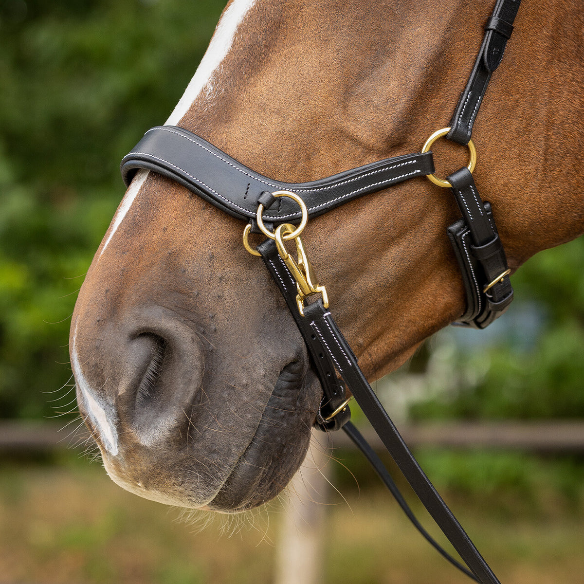 QHP Bitless Bridle Anatomical
