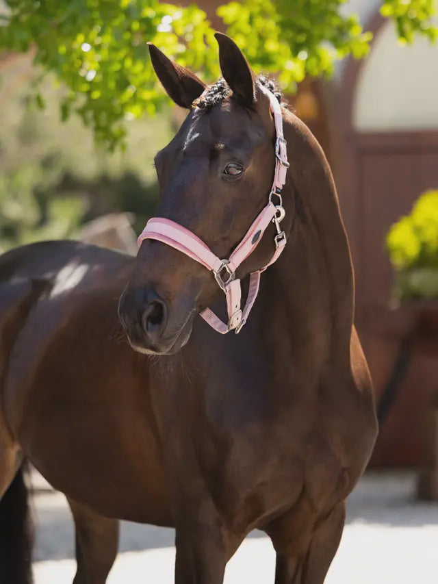 LeMieux Versailles Headcollar - Spring 25