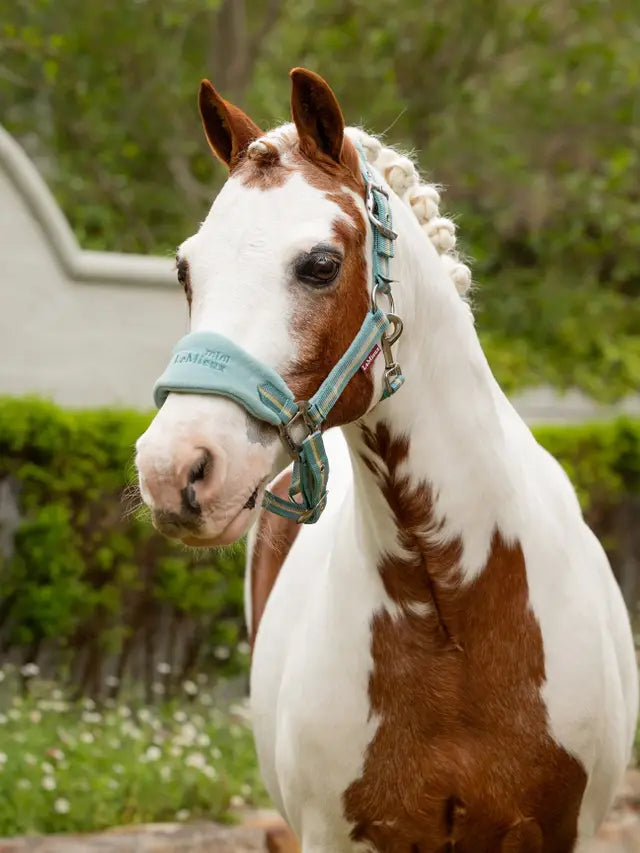 LeMieux Mini Vogue Headcollar & Leadrope - Spring 25