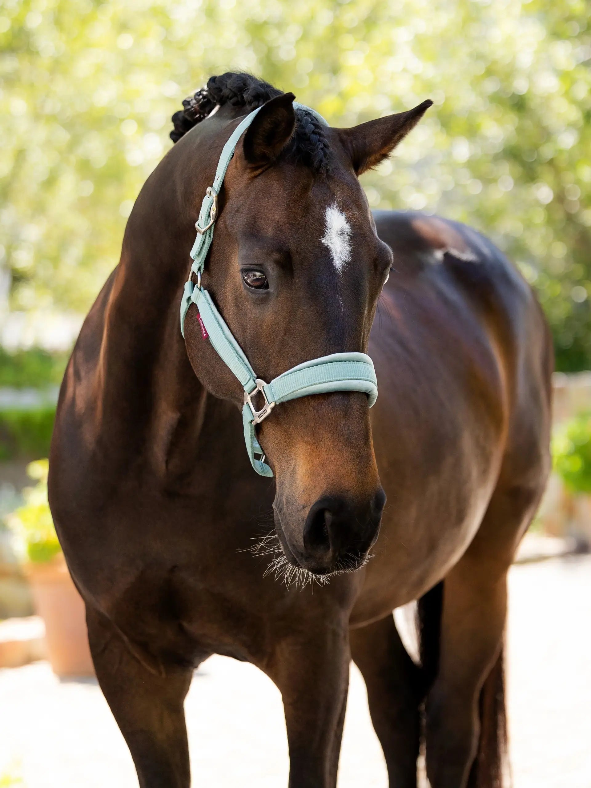 LeMieux Versailles Headcollar - Spring 25