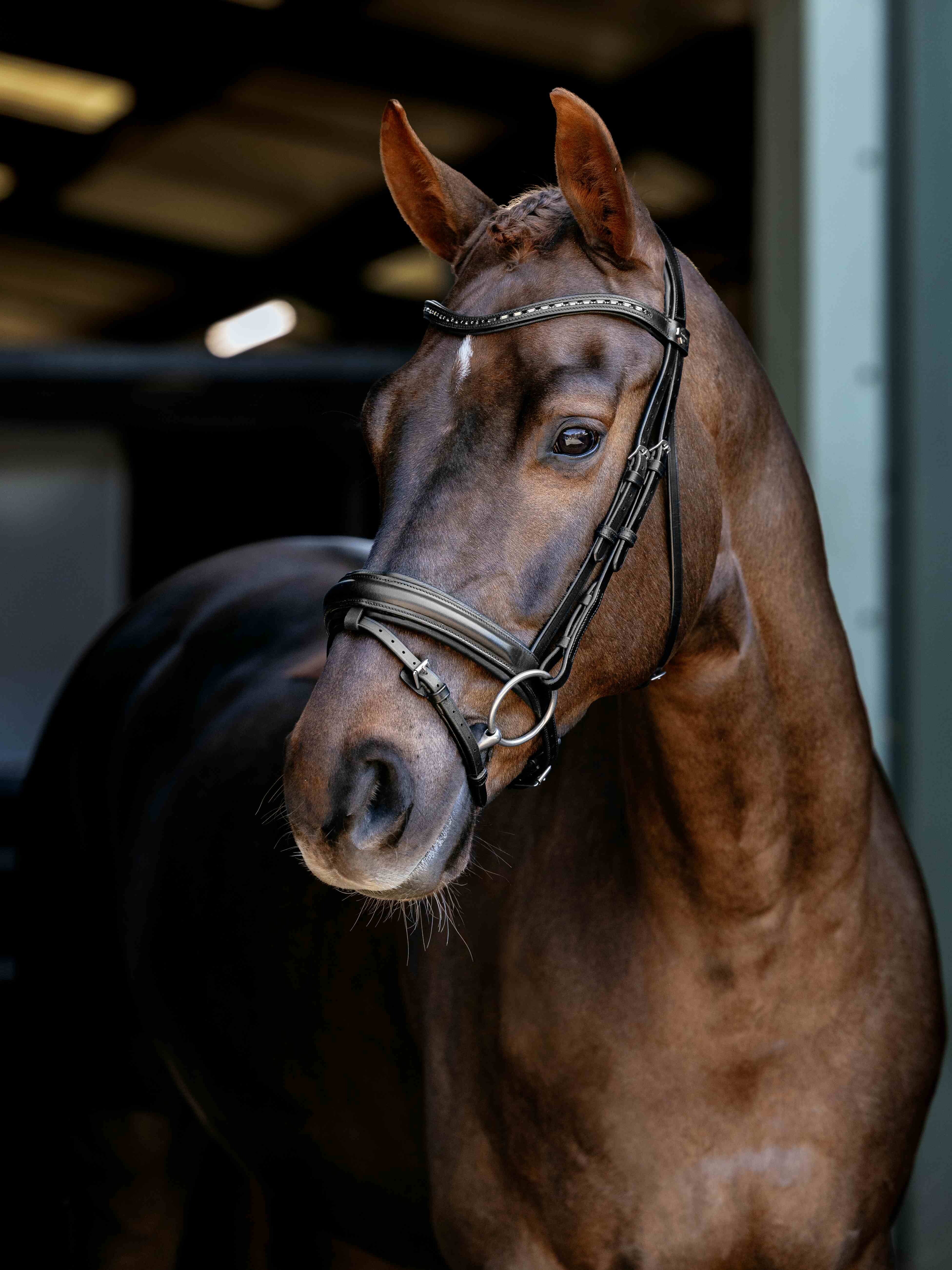 LeMieux Arika Anatomic Dressage Bridle