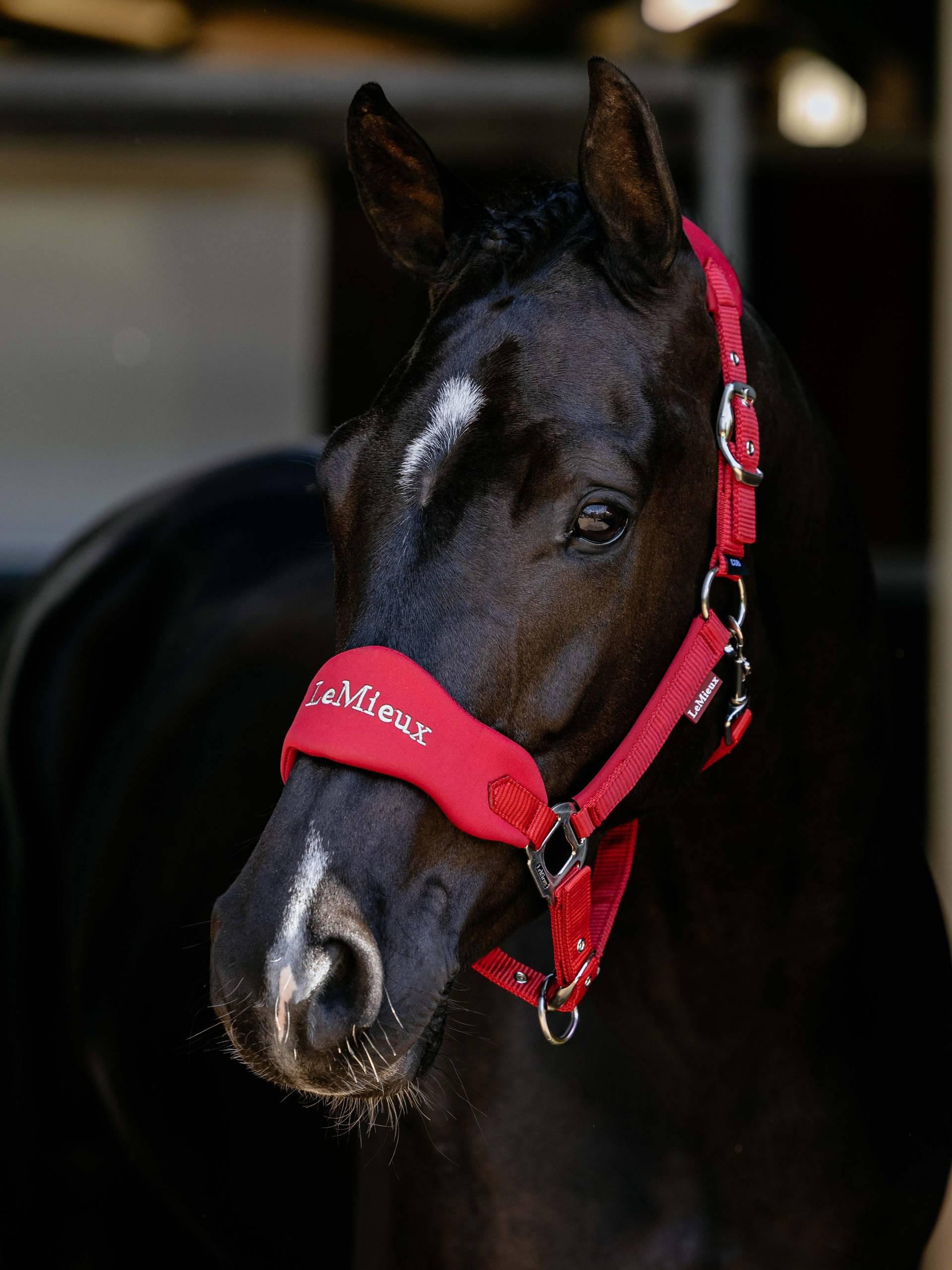 LeMieux Breakaway Vogue Headcollar