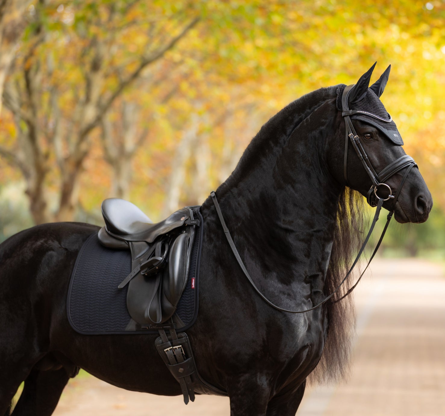 LeMieux Essence Dressage Square