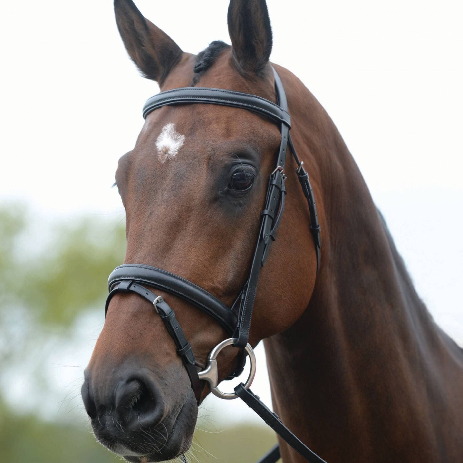 Kincade Flash Hanovarian II Bridle