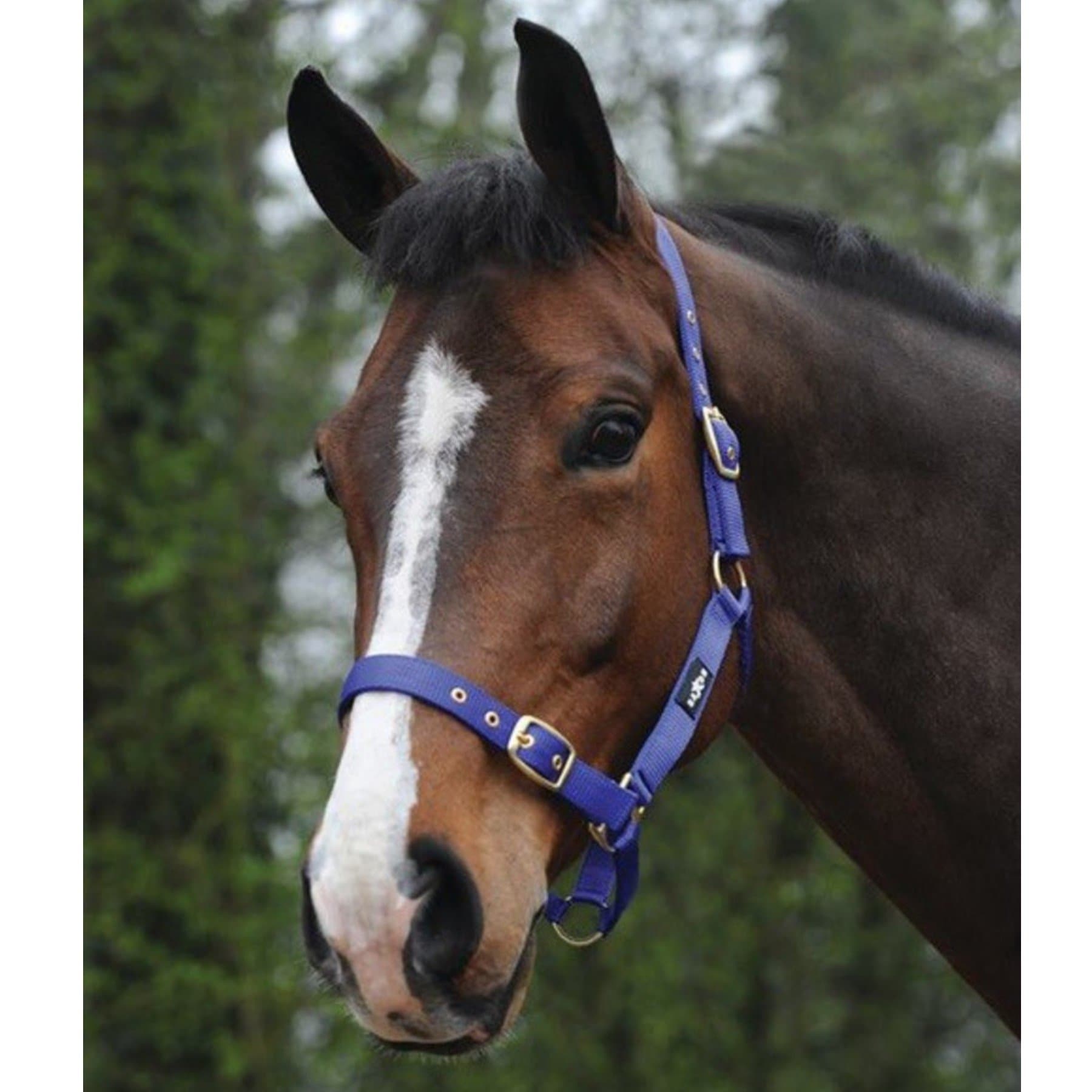 Saxon Nylon Brass Buckle Headcollar