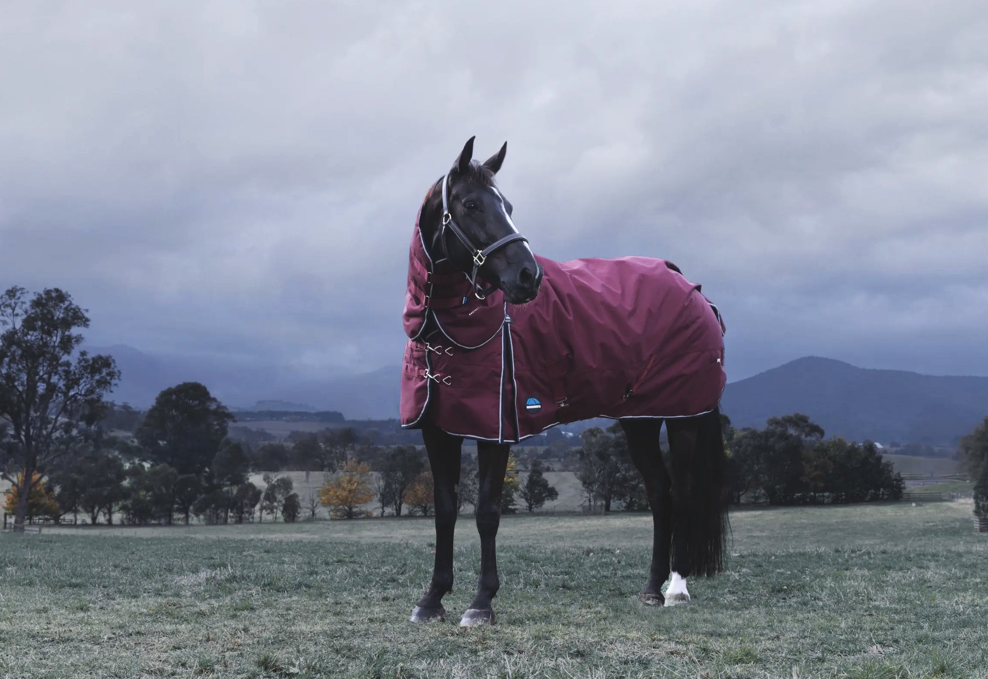 Weatherbeeta Horse Rugs - Find the right rug size for your horses ...