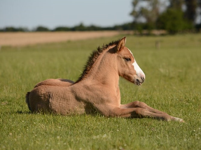 Horse Supplements for General Good Health