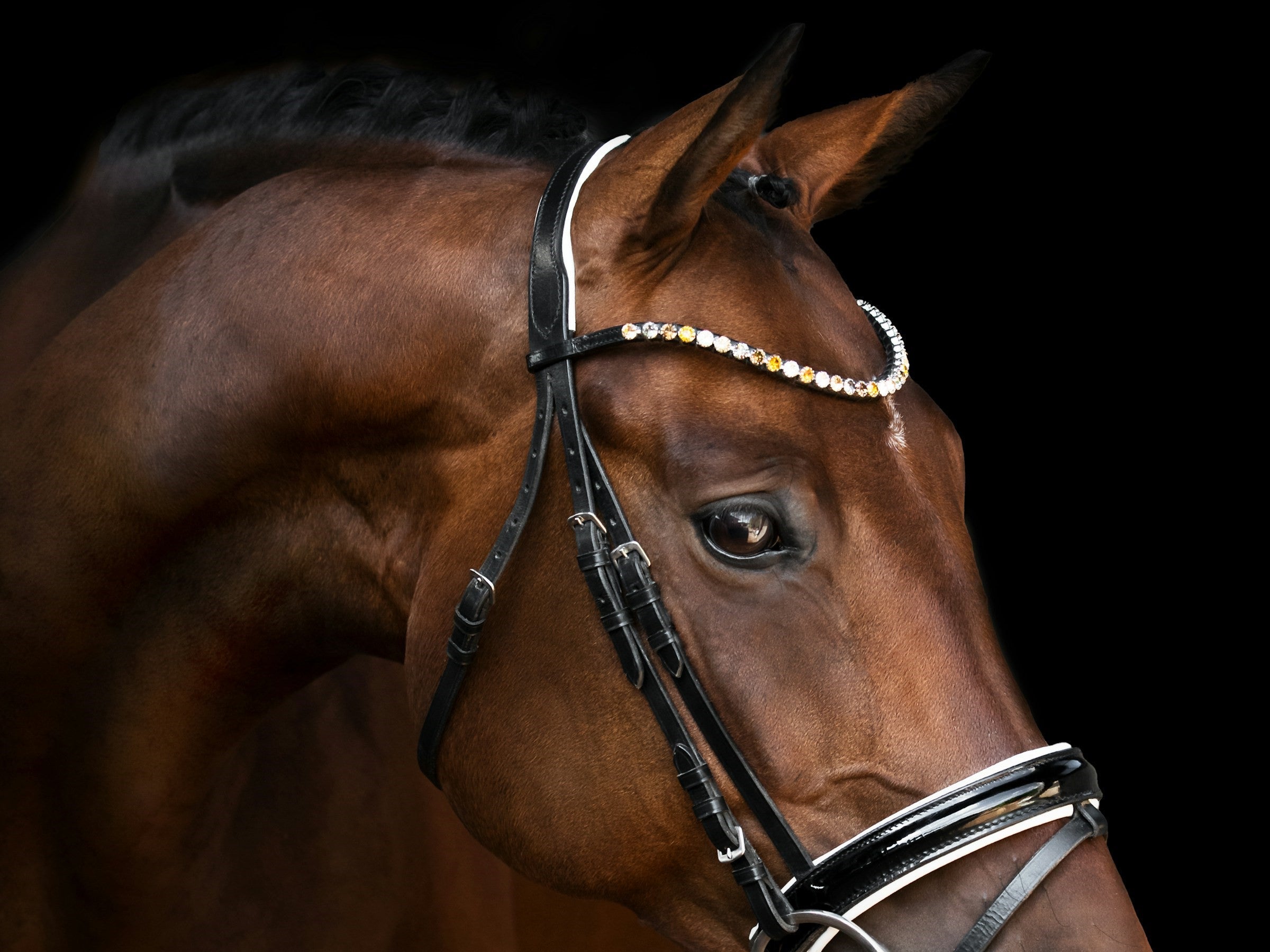 Equine Supplements