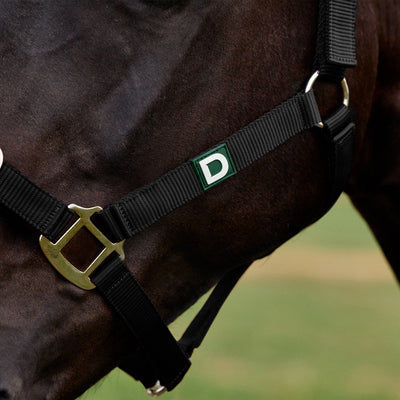 Dublin Everyday Headcollar