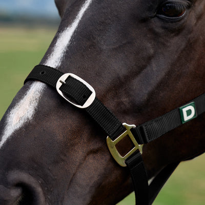 Dublin Everyday Headcollar