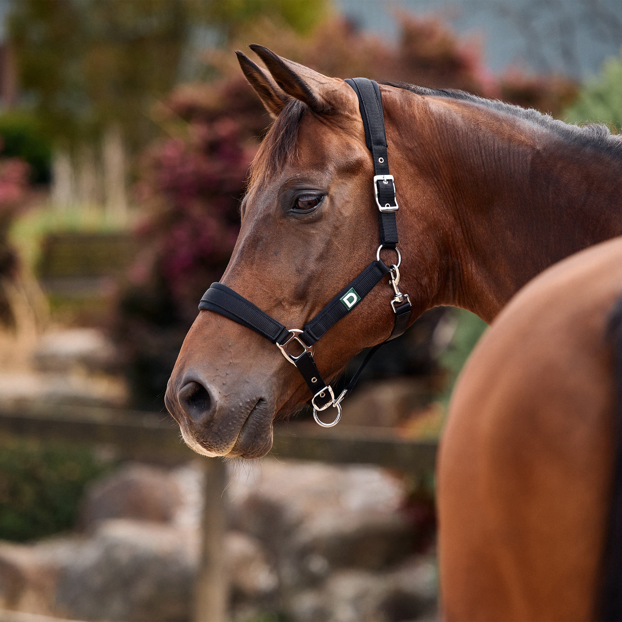 Dublin Neo Comfort Headcollar