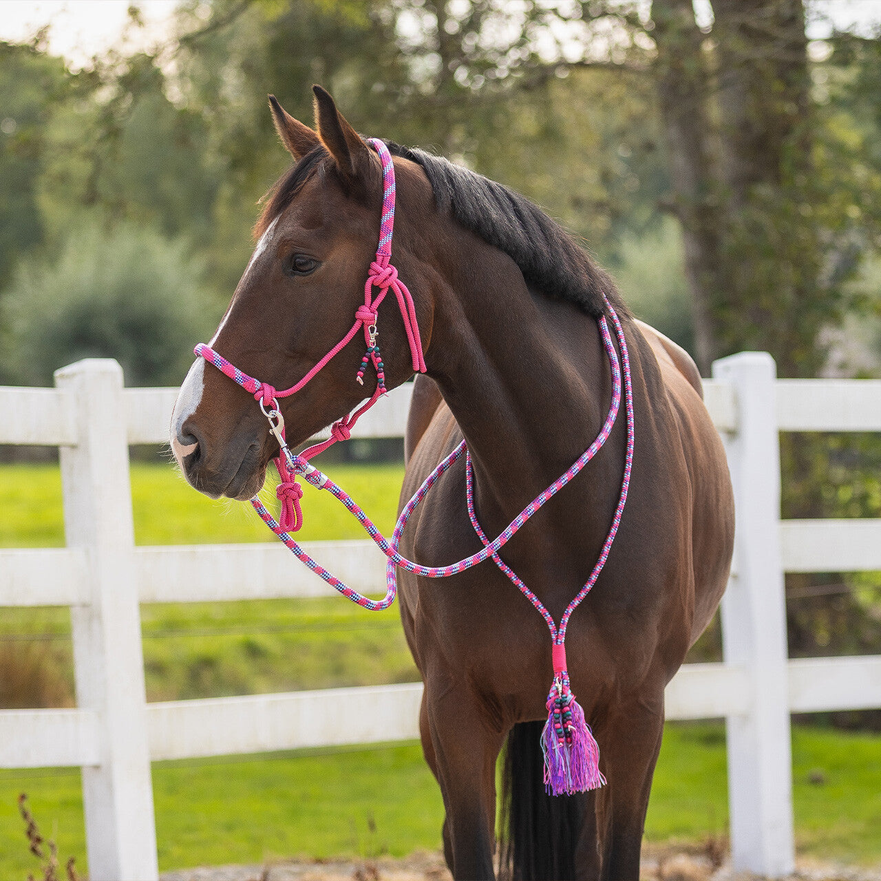 QHP Rope Halter Combi Liberty