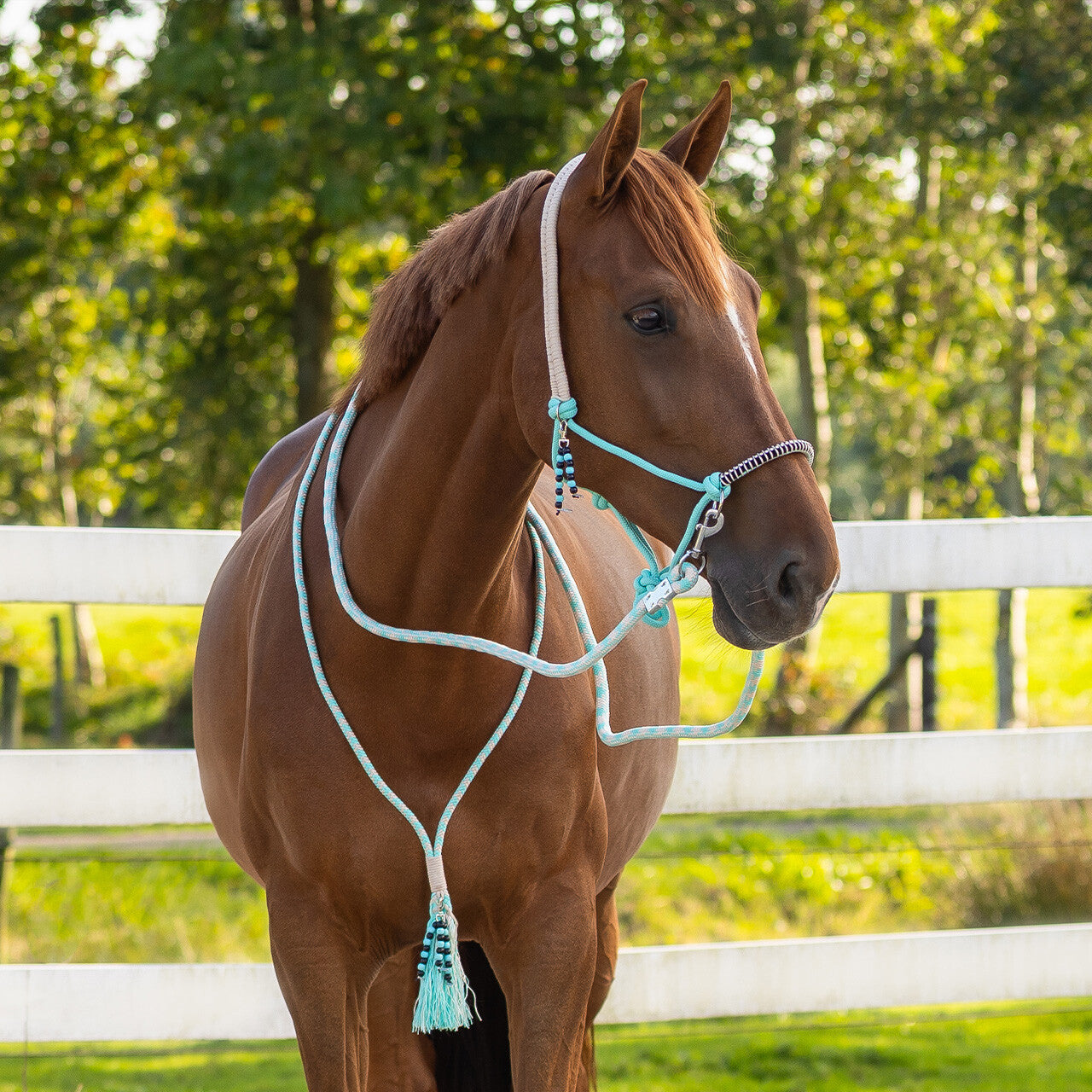 QHP Rope Halter Combi Liberty