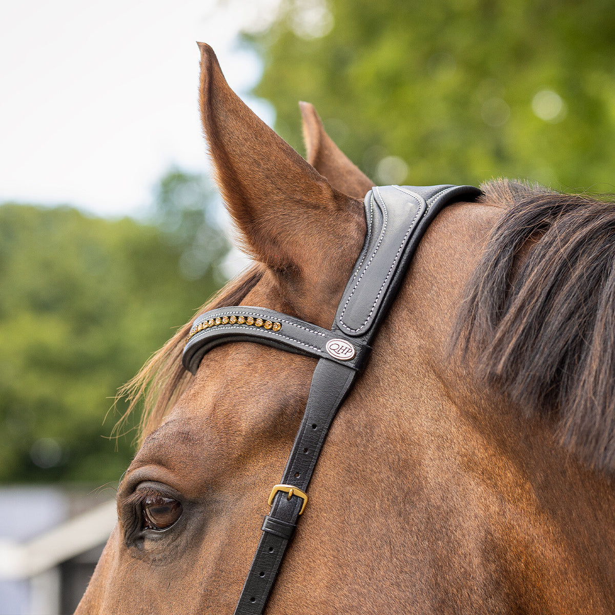 QHP Bitless Bridle Anatomical