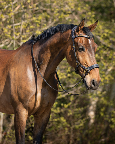 QHP Bitless Bridle Anatomical