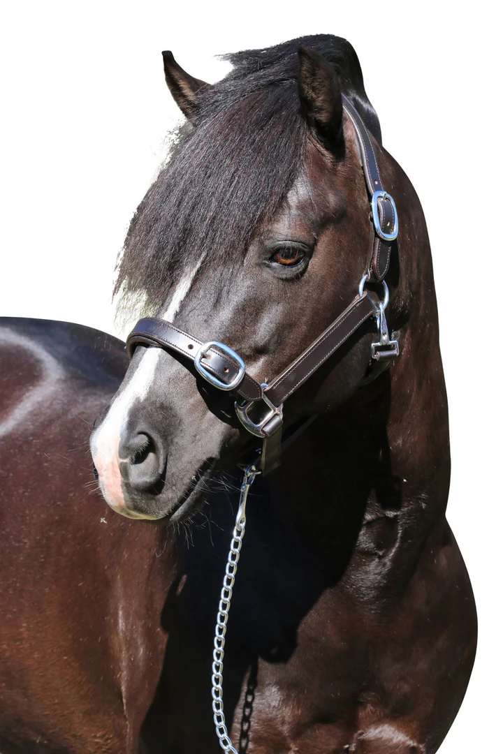 Flexible Fit Plain Flat Leather Halter