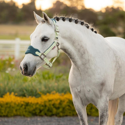 LeMieux Mini Vogue Headcollar & Leadrope - SS26