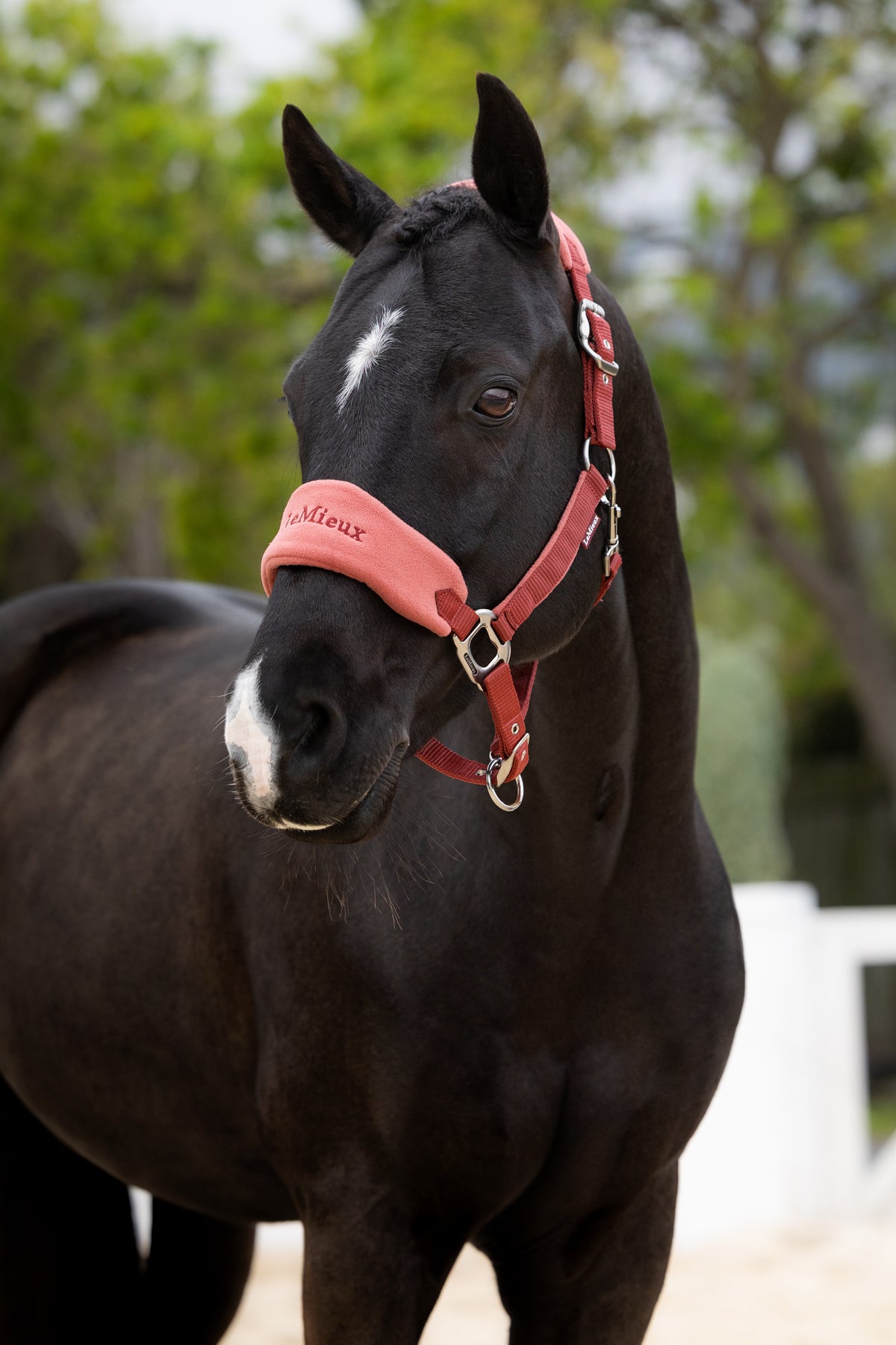 LeMieux Vogue Headcollar & Leadrope - AW26