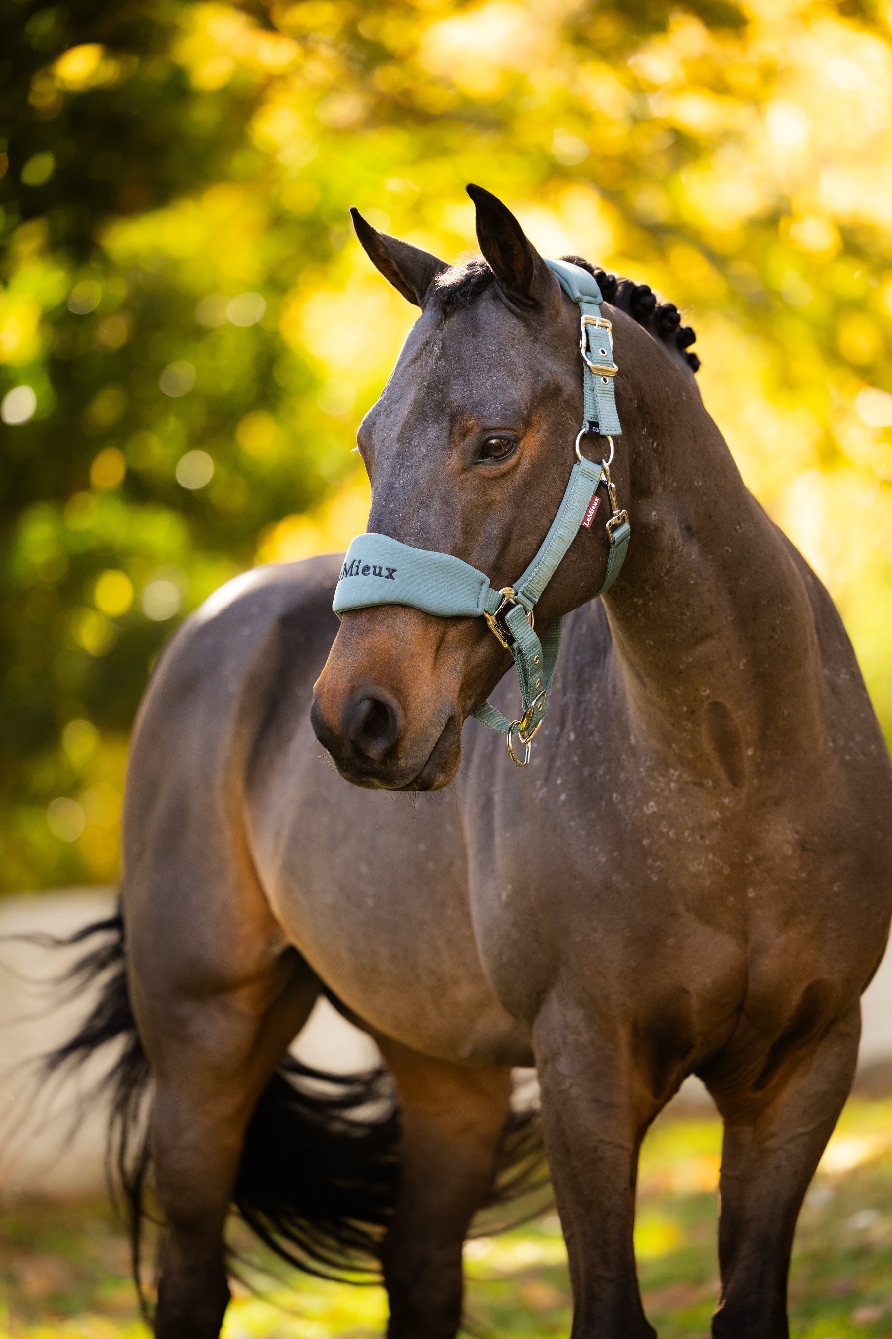LeMieux Breakaway Vogue Headcollar & Leadrope - AW26