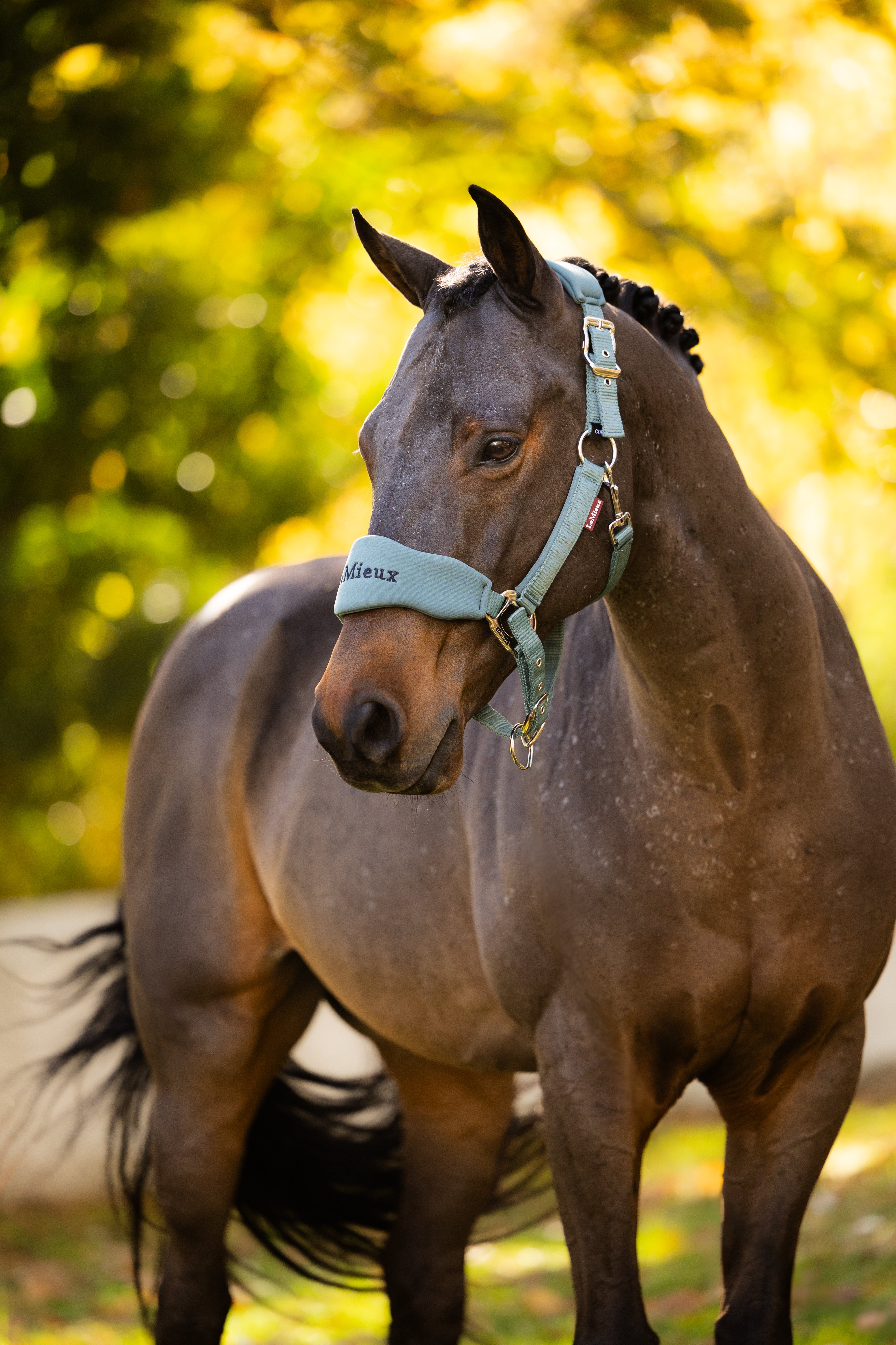 LeMieux Breakaway Vogue Headcollar & Leadrope - AW26