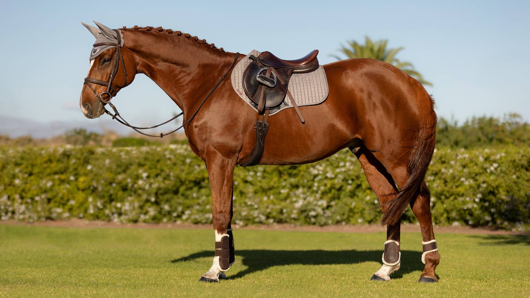 Lemieux Cotton Close Contact Square Saddlepad