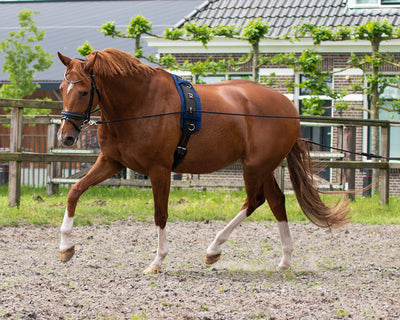 QHP Double Lunging rein