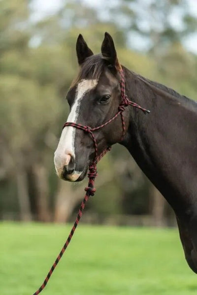 Saxon 2 Tone Rope Headcollar & Lead