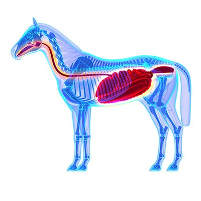 Vetpro Gut-Biotic Powder