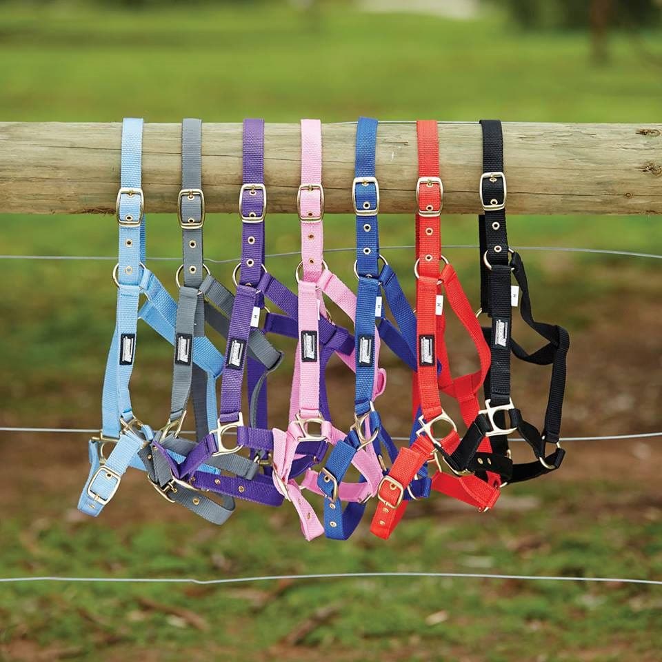 Roma Brass Buckle Head Collar