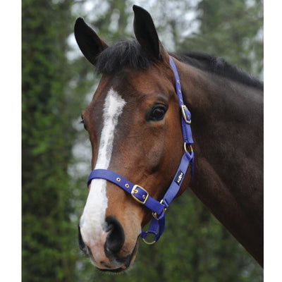 Saxon Nylon Brass Buckle Headcollar